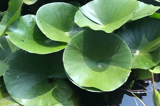 荷花和睡蓮可以種在一起嗎？