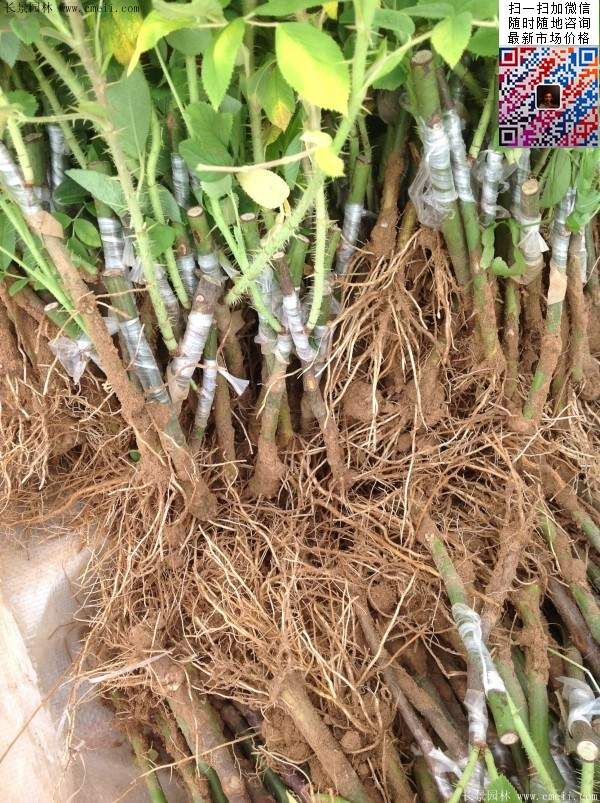 歐月小苗基地 歐月小苗基地