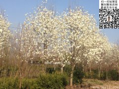 沭陽(yáng)5公分6公分白玉蘭樹(shù)價(jià)格