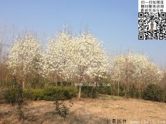 沭陽(yáng)9公分10公分白玉蘭樹(shù)價(jià)格