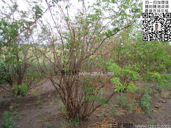 金銀木標(biāo)價表