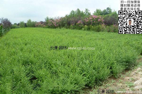 小葉女貞 小葉女貞