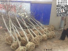 常用規(guī)格的白玉蘭樹(shù)多少錢(qián)？