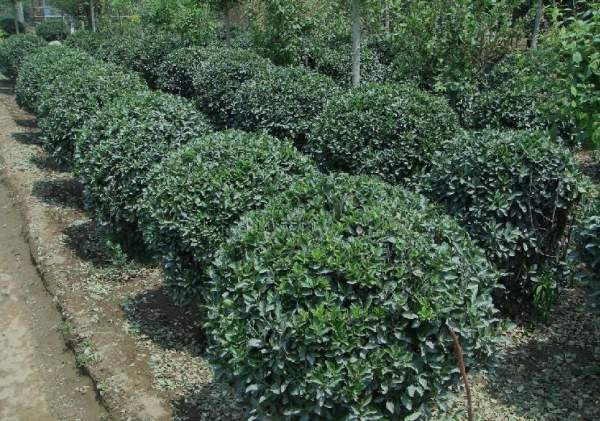 大葉黃楊球規(guī)格 大葉黃楊球規(guī)格