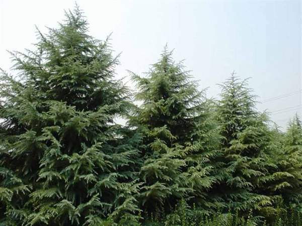 2016年最新雪松價(jià)格 2016年最新雪松價(jià)格