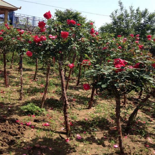 月季花樹苗 月季花樹苗
