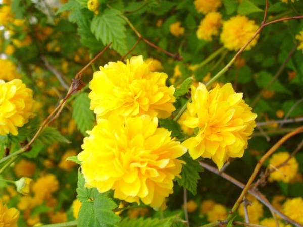 棣棠球價(jià)格以及棣棠球簡(jiǎn)單介紹 棣棠球價(jià)格以及棣棠球簡(jiǎn)單介紹