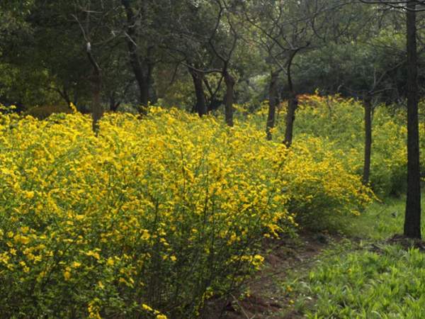 棣棠如何繁殖以及栽培養(yǎng)護經驗分享