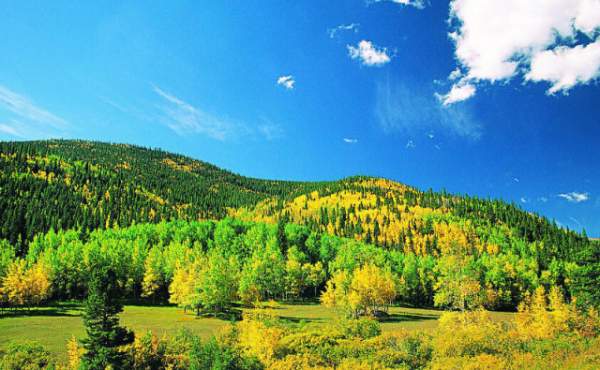 學習國外苗木行業經驗，搶先了解國內市場動態