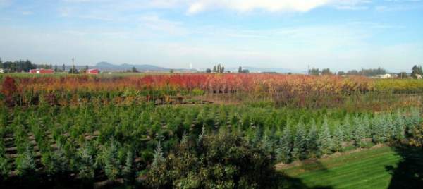 學習國外苗木行業經驗，搶先了解國內市場動態