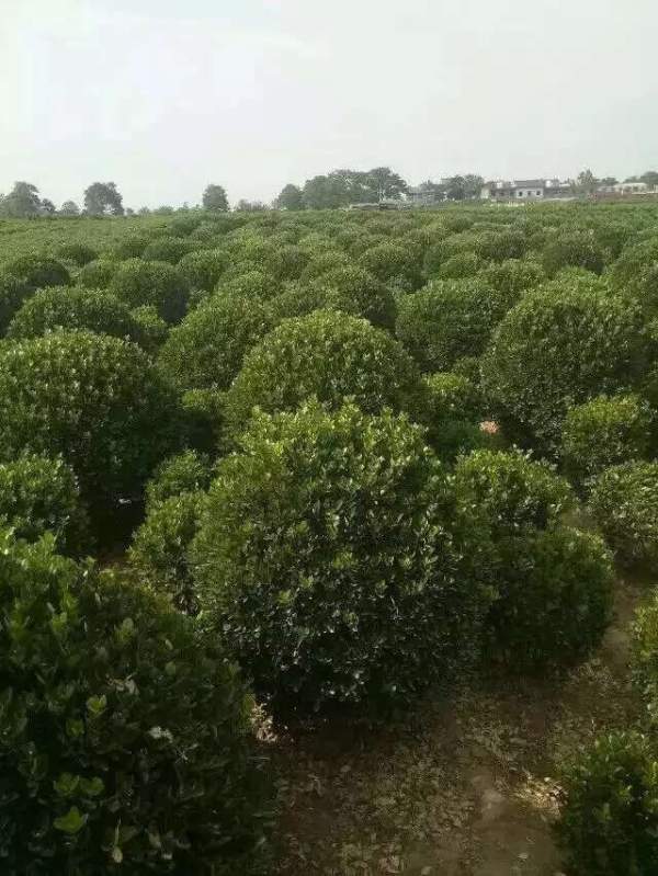 80公分大葉黃楊球價格 80公分大葉黃楊球價格