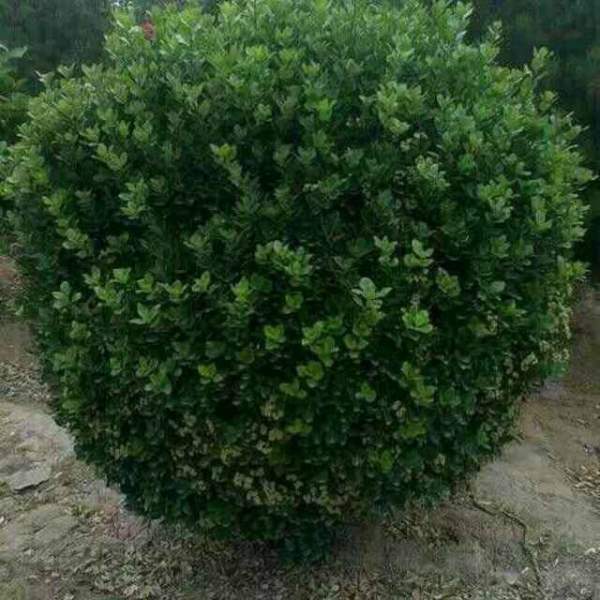 大葉黃楊是常綠嗎，是的