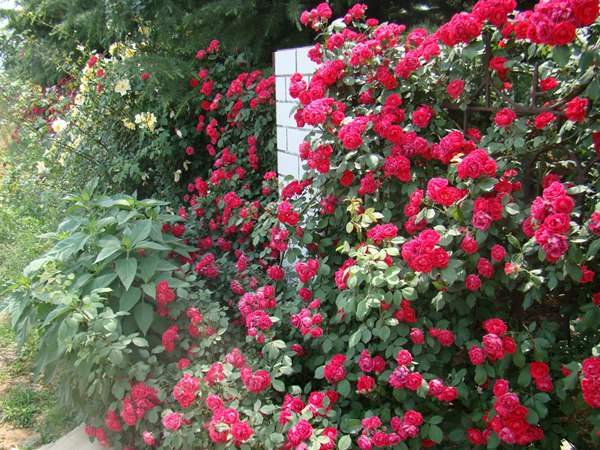 哪里有薔薇花苗賣？薔薇花苗批發