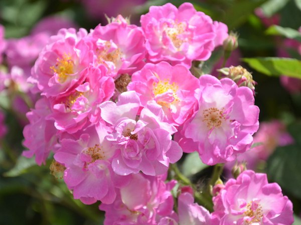 哪里有薔薇花苗賣？薔薇花苗批發