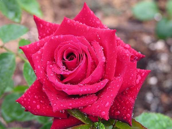 哪里有薔薇花苗賣？薔薇花苗批發