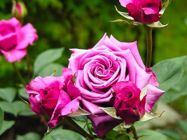 哪里有薔薇花苗賣？薔薇花苗批發