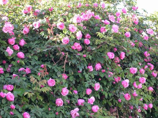 哪里有薔薇花苗賣？薔薇花苗批發