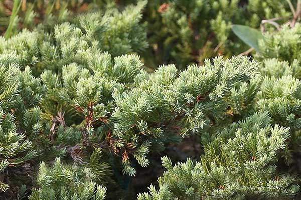 沙地柏和鋪地柏的區別?