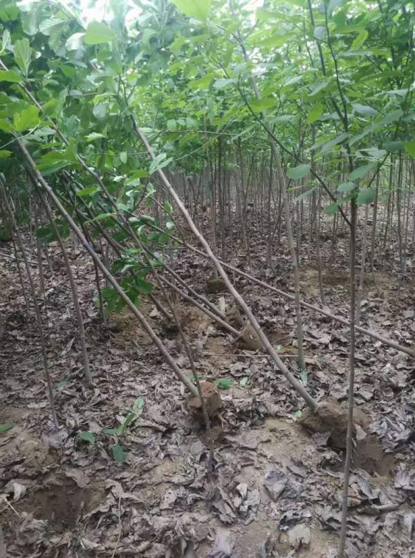 4公分白玉蘭 4公分白玉蘭