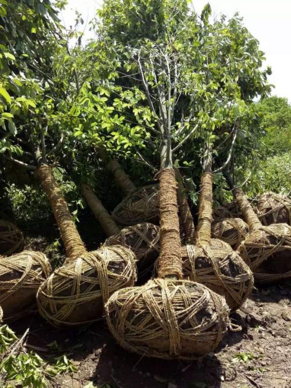 紫玉蘭開(kāi)花圖片 紫玉蘭開(kāi)花圖片