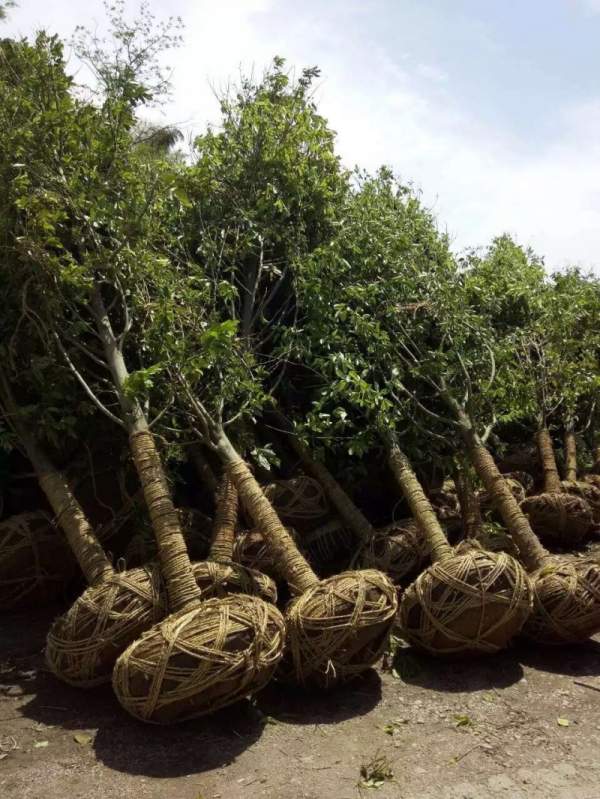 紫玉蘭開(kāi)花圖片 紫玉蘭開(kāi)花圖片