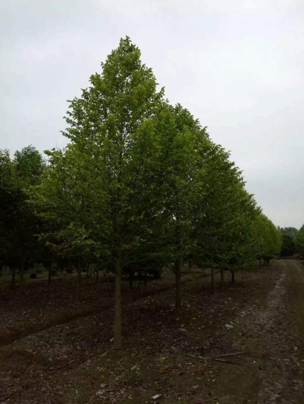 紫玉蘭開(kāi)花圖片 紫玉蘭開(kāi)花圖片