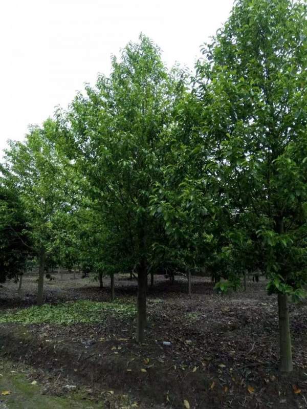 紫玉蘭開(kāi)花圖片 紫玉蘭開(kāi)花圖片