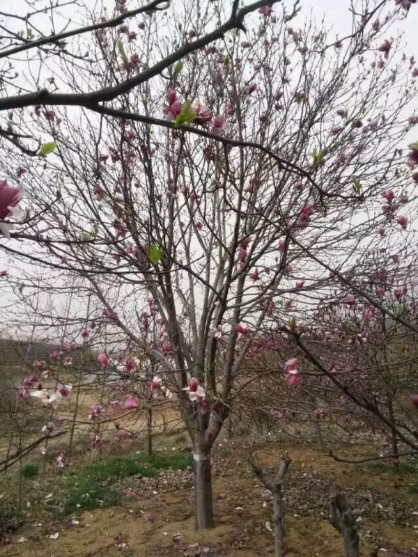 紫玉蘭開(kāi)花圖片 紫玉蘭開(kāi)花圖片