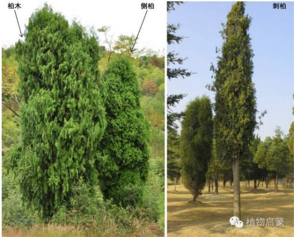 圓柏、刺柏、側(cè)柏、柏木以及龍柏的簡(jiǎn)易識(shí)別法