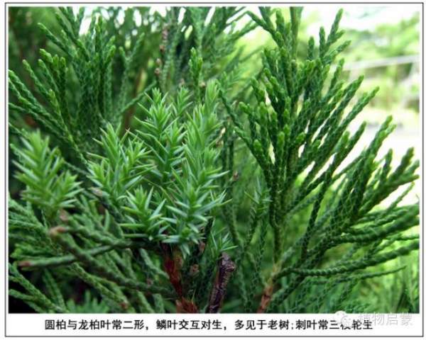 圓柏、刺柏、側(cè)柏、柏木以及龍柏的簡(jiǎn)易識(shí)別法