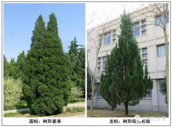 圓柏、刺柏、側(cè)柏、柏木以及龍柏的簡(jiǎn)易識(shí)別法