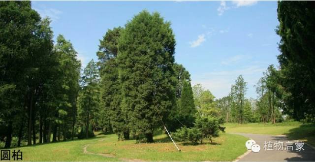 圓柏、刺柏、側(cè)柏、柏木以及龍柏的簡(jiǎn)易識(shí)別法