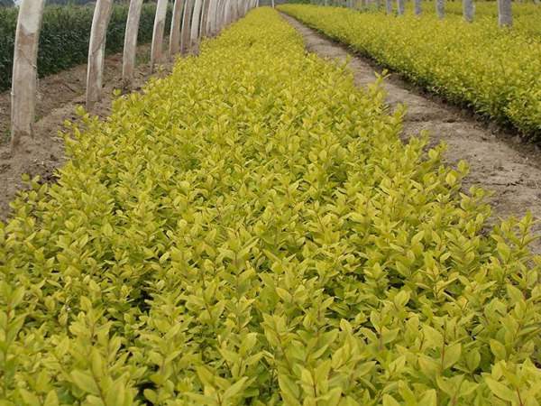 金葉女貞如何進行繁殖育苗?