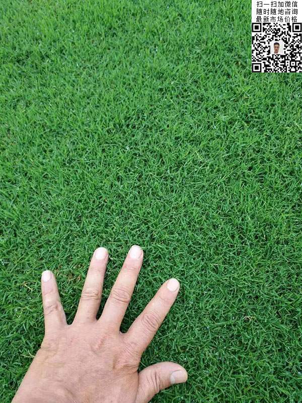 狗牙根草種子種植效果 狗牙根草種子種植效果