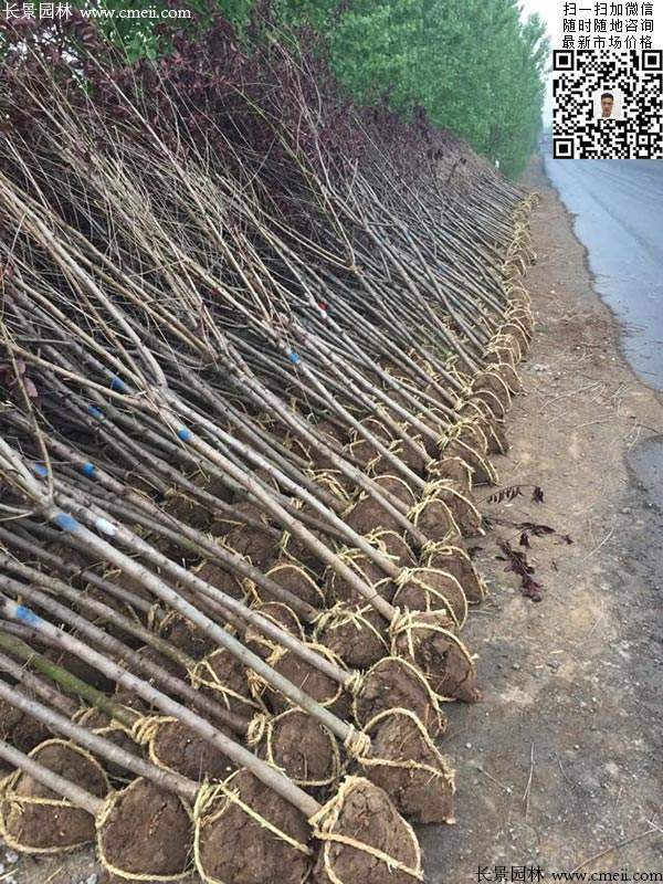 紫葉碧桃發貨--長景園林