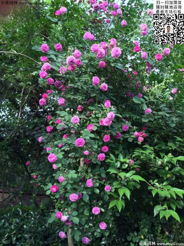 密刺薔薇種植基地