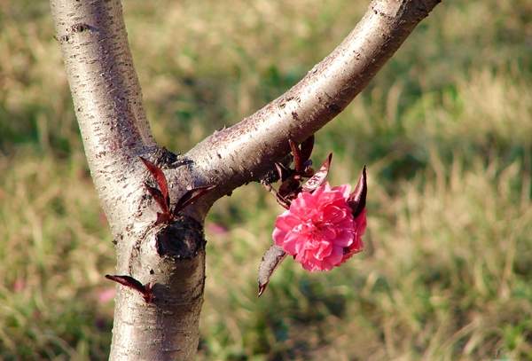 長(zhǎng)景園林紅葉碧桃樹 長(zhǎng)景園林紅葉碧桃樹