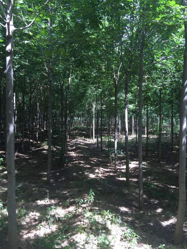 白蠟樹苗圃 白蠟樹苗圃