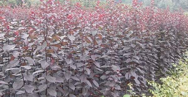 速生紅葉李苗 速生紅葉李苗