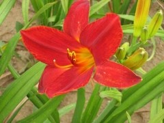 �t��ʯ���