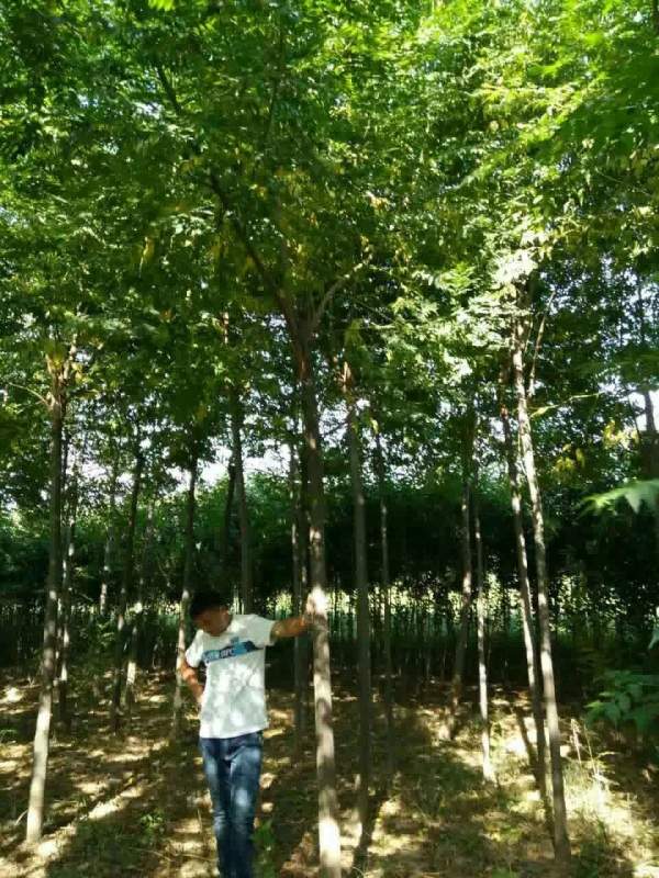 5公分6公分7公分苦楝樹圖片 5公分6公分7公分苦楝樹圖片