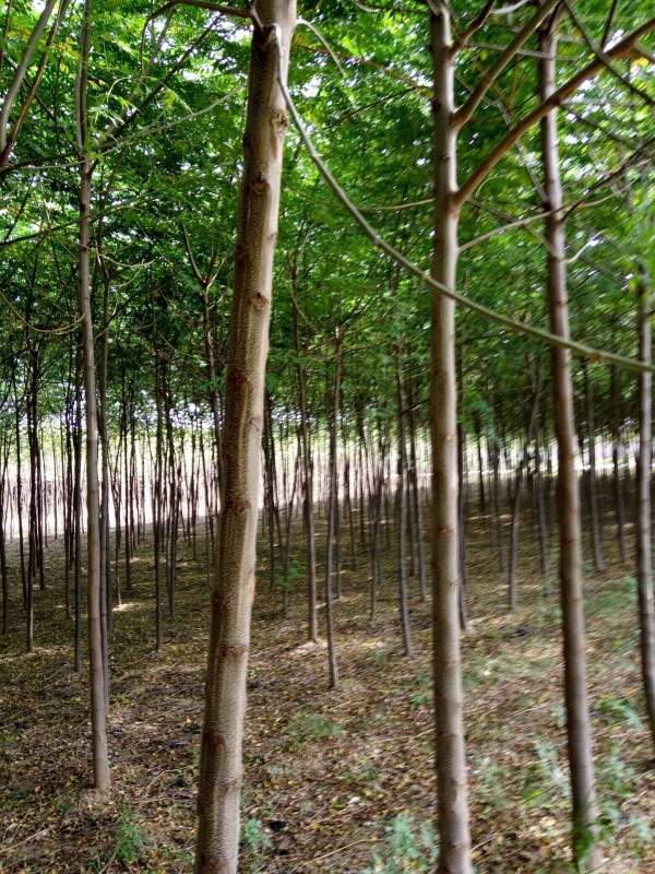 13公分14公分15公分苦楝樹(shù) 13公分14公分15公分苦楝樹(shù)