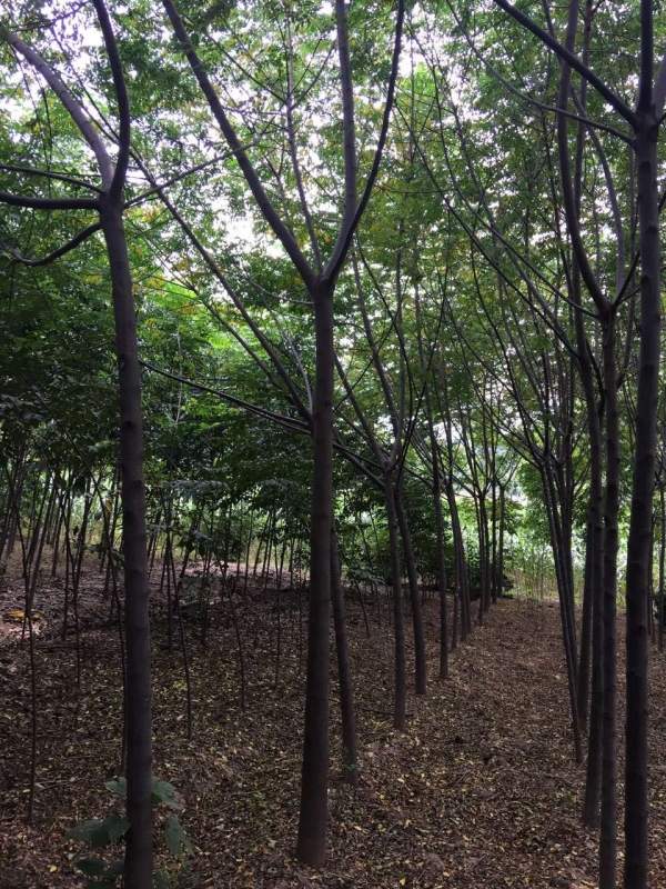 13公分14公分15公分苦楝樹(shù) 13公分14公分15公分苦楝樹(shù)