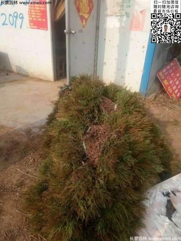 高度30公分40公分蜀檜小苗 高度30公分40公分蜀檜小苗