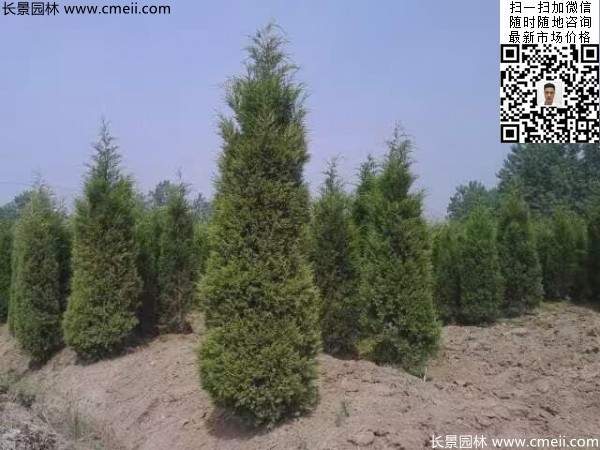 高度3米3.5米大蜀檜挖苗現(xiàn)場大量供應(yīng)中 高度3米3.5米大蜀檜挖苗現(xiàn)場大量供應(yīng)中