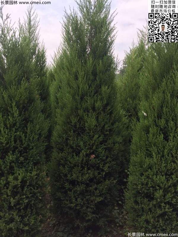 高度2.2米2.3米蜀檜大量供應(yīng)公路綠化植物 高度2.2米2.3米蜀檜大量供應(yīng)公路綠化植物