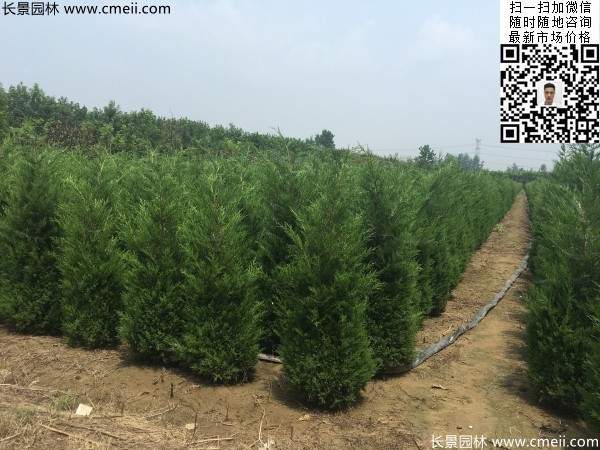 高度2.2米2.3米蜀檜大量供應(yīng)公路綠化植物 高度2.2米2.3米蜀檜大量供應(yīng)公路綠化植物