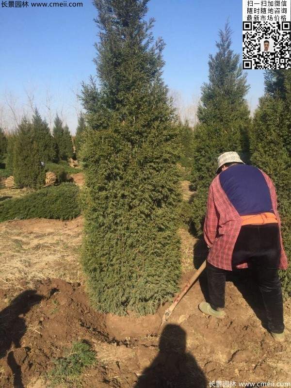 高度2.5米2.8米3米塔柏起苗現場圖片 高度2.5米2.8米3米塔柏起苗現場圖片