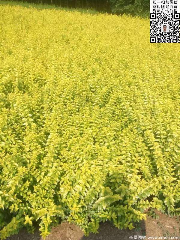 高度30公分40公分50公分金葉女貞苗苗圃現(xiàn)場圖片 高度30公分40公分50公分金葉女貞苗苗圃現(xiàn)場圖片