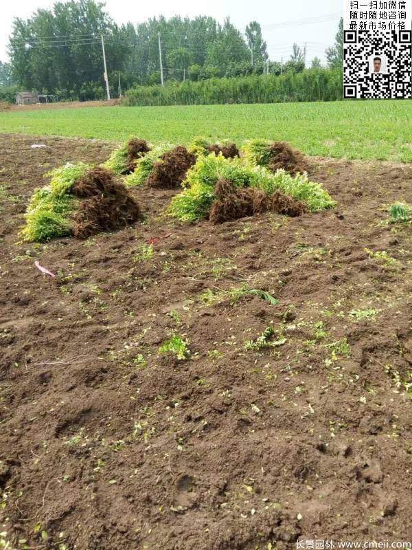 高度30公分40公分50公分金葉女貞苗苗圃現(xiàn)場圖片 高度30公分40公分50公分金葉女貞苗苗圃現(xiàn)場圖片